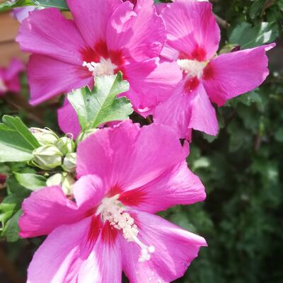 Hibiscus syriacus - 