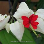 Clerodendrum thomsoniae - 