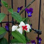 Clerodendrum thomsoniae - Clérodendron grimpant