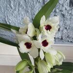 Dendrobium nobile - 