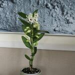 Dendrobium nobile - 