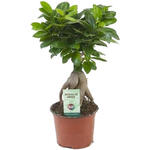 Ficus microcarpa 'Ginseng' - 