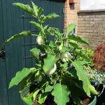 Solanum melongena 'White Eggs' - 