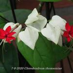 Clerodendrum thomsoniae - Clérodendron grimpant