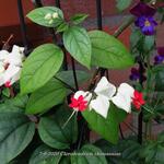 Clerodendrum thomsoniae - 