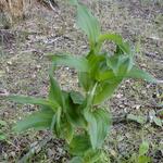 Epipactis helleborine - Épipactis à larges feuilles