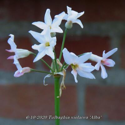 Tulbaghia violacea 'Alba' - Tulbaghia violacea 'Alba'