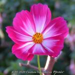 Cosmos bipinnatus 'Picotée' - 