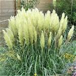 Cortaderia selloana 'Evita' - 