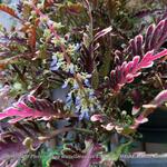 Plectranthus scutellarioides UNDER THE SEA 'Bone fish' - 