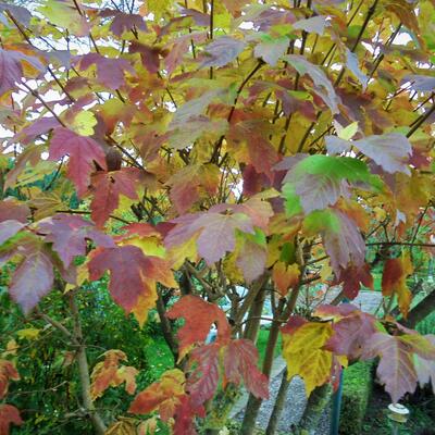 Viburnum opulus 'Roseum'