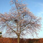 Prunus x subhirtella 'Autumnalis Rosea' - 