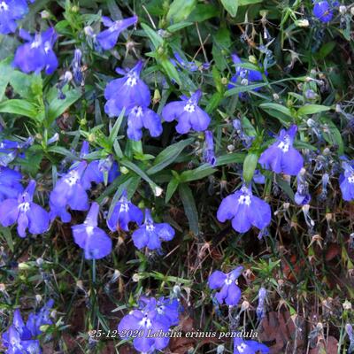 Lobelia erinus pendula - 