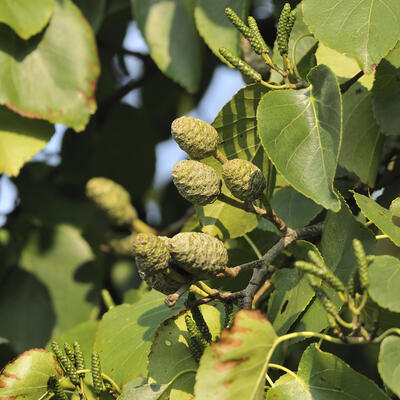 Alnus cordata - AULNE À FEUILLES EN COEUR