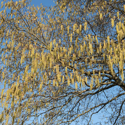 AULNE À FEUILLES EN COEUR - Alnus cordata