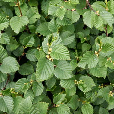 Alnus incana - Aulne blanc