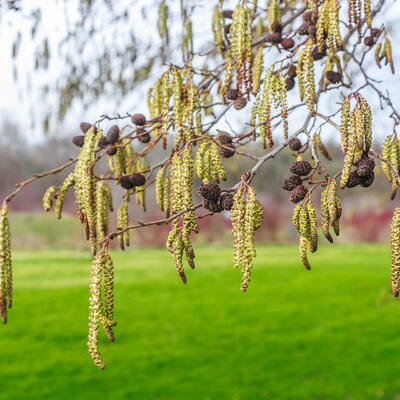 Aulne blanc - Alnus incana