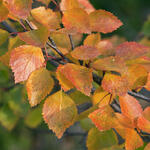 Betula pubescens - Moor-Birke