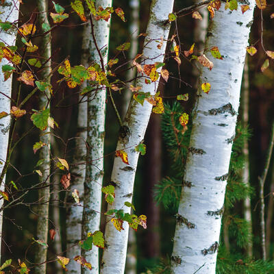 Betula pubescens