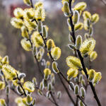 Salix viminalis - 