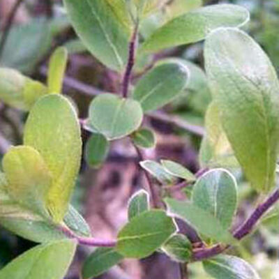 Ohr-Weide - Salix aurita