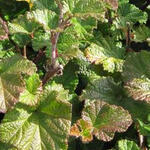 Rubus tricolor 'Betty Ashburner' - 