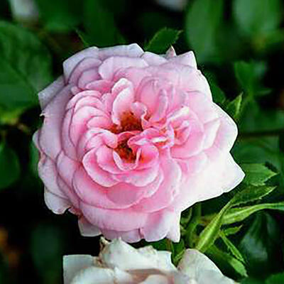 Rosa 'Home & Garden' - 