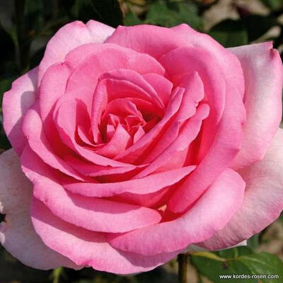 Rosa 'Sweet Parole' - 