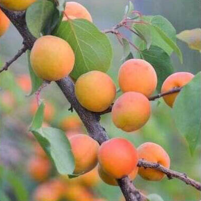 Prunus armeniaca 'Bergeron' - Prunus armeniaca 'Bergeron'