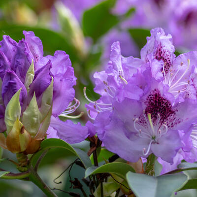 Rhododendron 'Blue Jay' - Rhododendron 'Blue Jay'