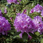 Rhododendron ´Catawbiense Boursault´ - Rhododendron ´Catawbiense Boursault´