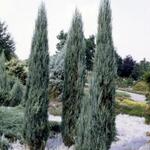 Juniperus  scopulorum 'Blue Arrow'  - 