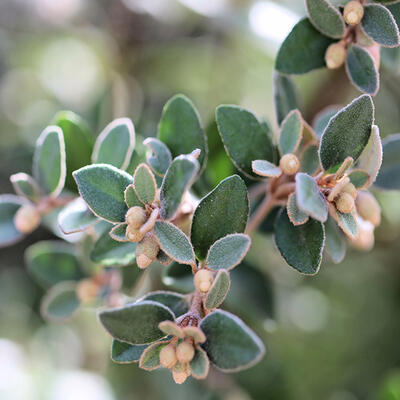 Strauch-Melde - Atriplex halimus