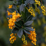 Berberis trigona 'Orange King' - Berberis linearifolia 'Orange King'