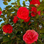 Camellia japonica (Rood) - Camélia du Japon - Camellia japonica (Rood)