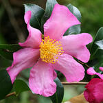 Camellia sasanqua - CAMÉLIA SASANQUA