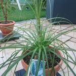 Puya densiflora - 