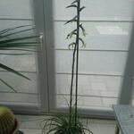 Puya densiflora - 