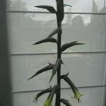 Puya densiflora - 