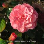 Camellia japonica 'Mrs. Tingley' - 