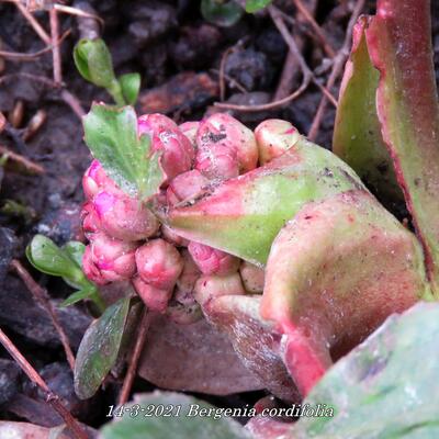 Bergenia cordifolia - Bergenia cordifolia - Bergenia cordifolia