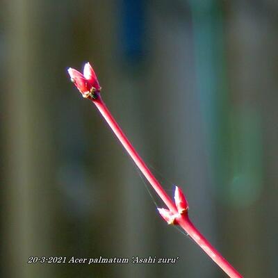 Acer palmatum 'Asahi zuru' - 