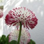 Bellis perennis 'Pomponette' - 