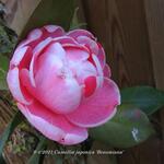 Camellia japonica 'Bonomiana' - 