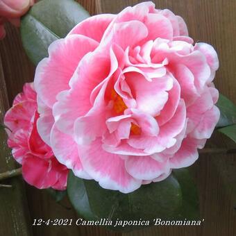Camellia japonica 'Bonomiana'