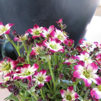 Saxifraga x arendsii 'ALPINO Early Picotee' - 