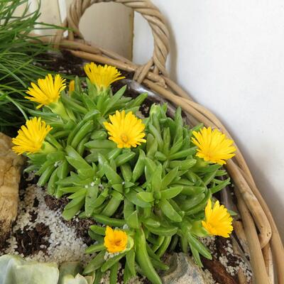 Delosperma congestum 'Yellow' - Delosperma congestum 'Yellow'