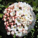 Viburnum carlesii - Viorne de Carles
