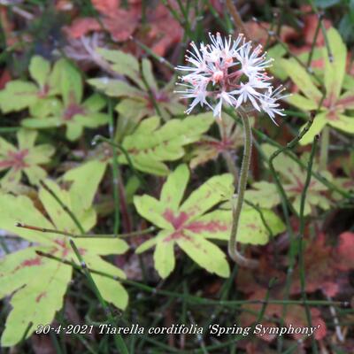 Tiarella cordifolia 'Spring Symphony' - 