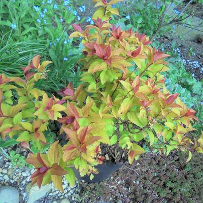 Spiraea japonica 'Magic Carpet' - Spiraea japonica 'Magic Carpet'